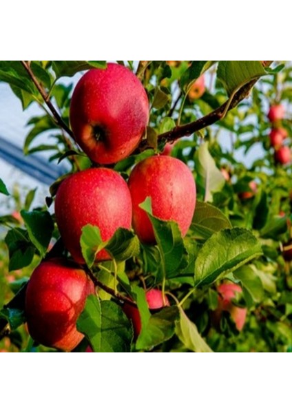 Tüplü Tam Bodur Fuji Kiku Elma Fidanı