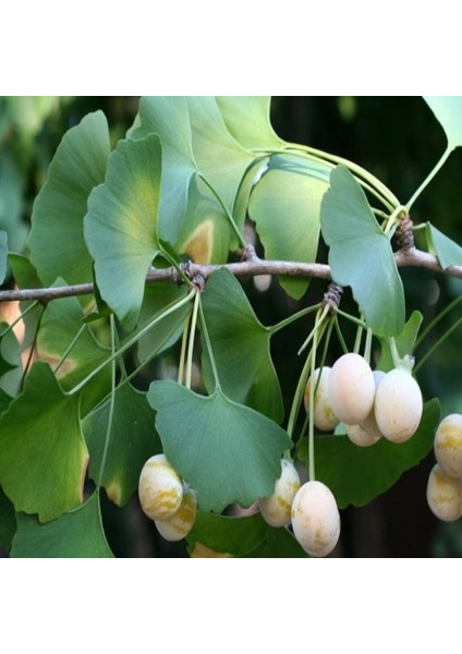 Tüplü Şifalı Mabet Ağacı(Ginkgo Biloba) Ağacı Fidanı