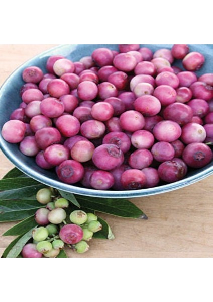 Tüplü Nadir Pink Lemonede Pembe Yaban Mersini Fidanı