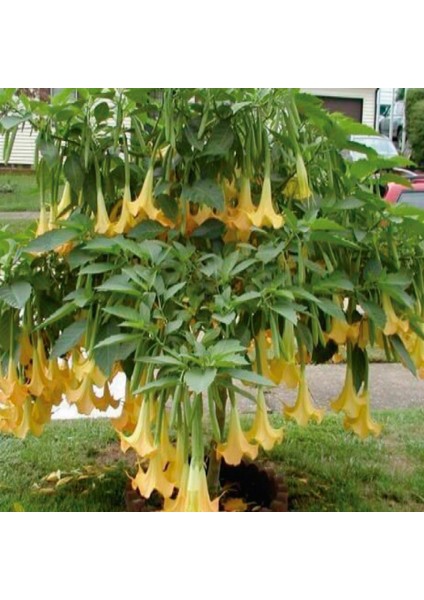 Yellow Brugmansia Çiçeği Meleklerin Borazanı Çiçeği Fidesi