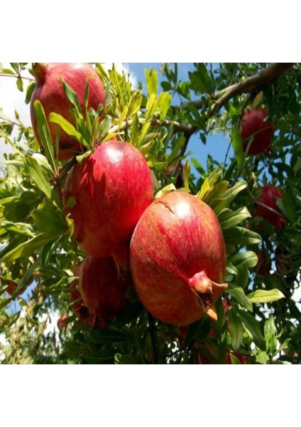 Tüplü Mayhoş Çekirdeksiz Nar Fidanı