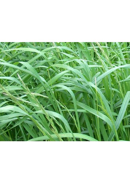 Oecd ve Dusd Sertifikalı İtalyan Ryegrass Yem Bitkisi Tohumu (25 kg)