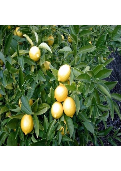Tüplü Meyveli Yediveren Limon Fidanı