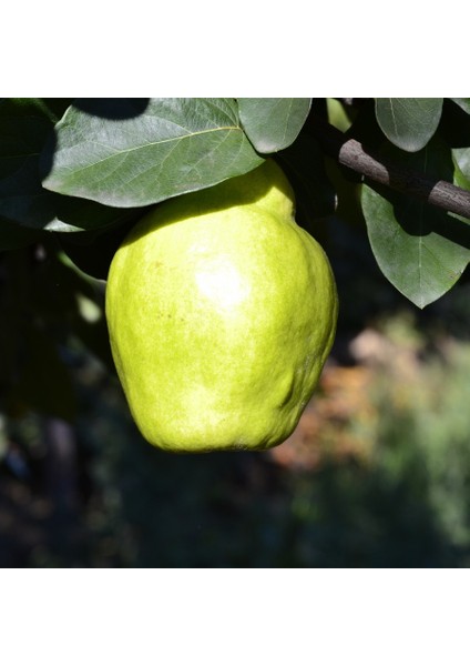 Tüplü Ege 22 ( İstanbul Ayvası ) Ayva Fidanı