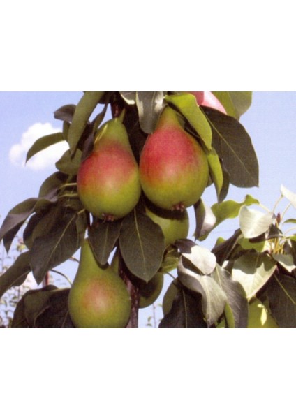 Tüplü Tam Bodur Erkenci Etruşka Armut Fidanı