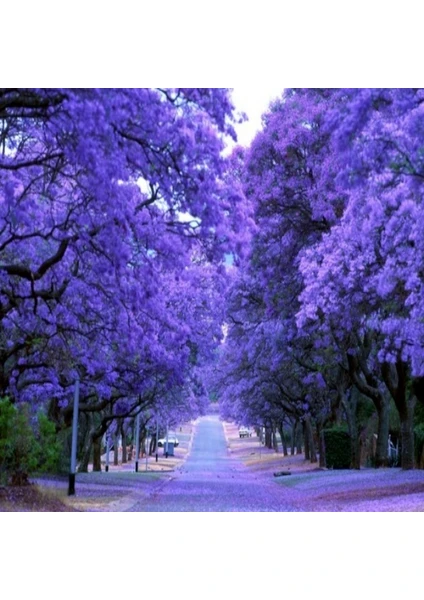 E-fidancim Tüplü Jacaranda(Jakaranda) Ağacı Fidanı