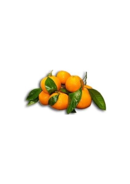 Tüplü Rize Satsuma Mandalin Fidanı modelleri