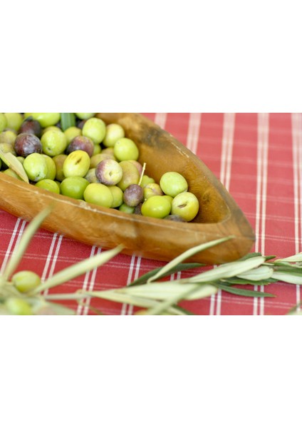 Ayvalık Edremit Zeytin Fidanı (1 Yaş)