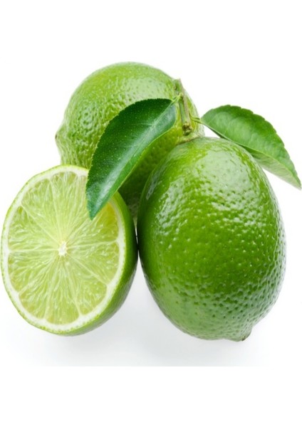 Çekirdeksiz Tahiti Lime Limequat Fidanı fiyatları