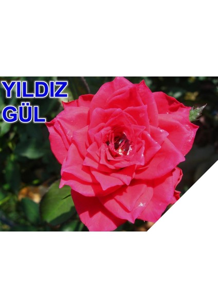 Tüplü Yediveren Yıldız Pembe Gül Fidanı