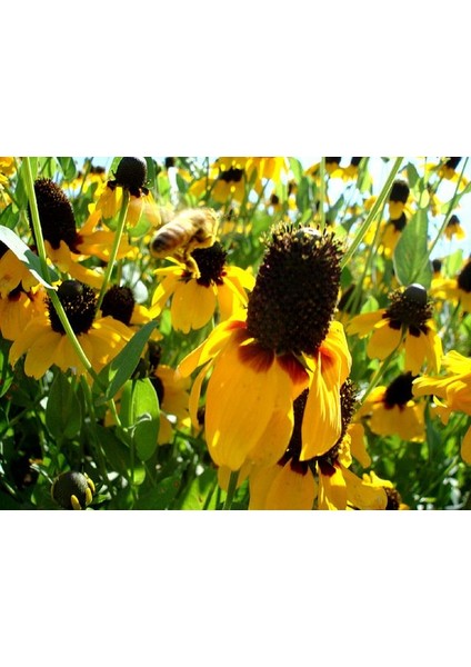 E-fidancim Golden Rudbekya(Rudbeckia)Güneş Şapkası  Çiçeği Tohumu(100 tohum)