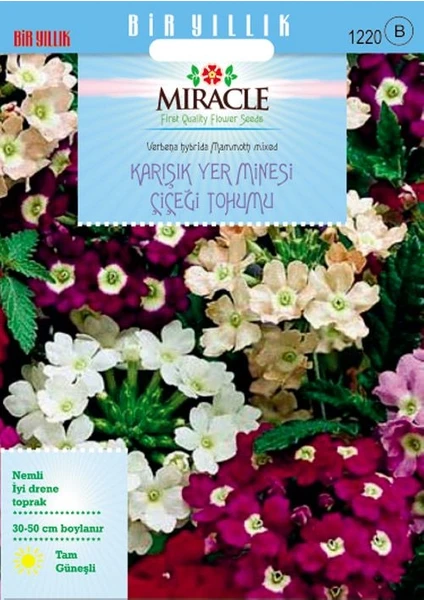 Miracle Tohum Miracle Karışık Renkli Yer Minesi (Verbena) Çiçeği Tohumu (100 tohum)