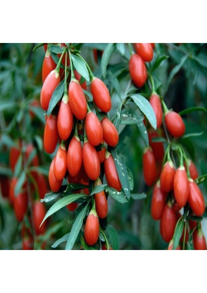 Goji Berry Kurt Üzümü Tohumu (1000) Tohum)