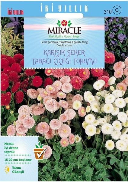 Miracle Tohum Miracle Karışık Şeker Tabağı(Çayır Papatyası) Çiçeği Tohumu(600 tohum)