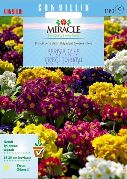 Miracle Tohum Miracle Karışık Renkli Onbir Ay Çuha Çiçeği Tohumu (50  tohum)