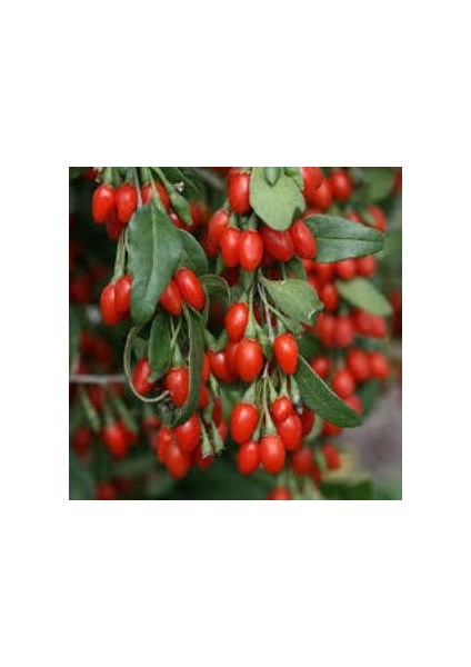 Goji Berry Kurt Üzümü Tohumu (20 tohum)