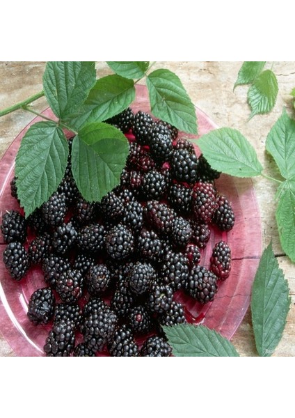 Tüplü Boysenberry Böğürtlen Fidanı