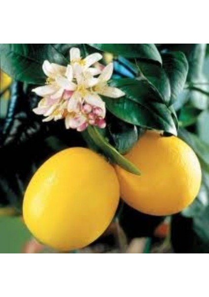 Tüplü Çok Yaşlı Üzeri Meyveli Mayer Limon Fidanı