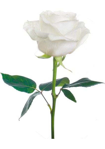 Gül Fidesi ''Beyaz''