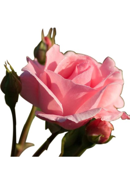 Gül Fidesi ''Pembe''