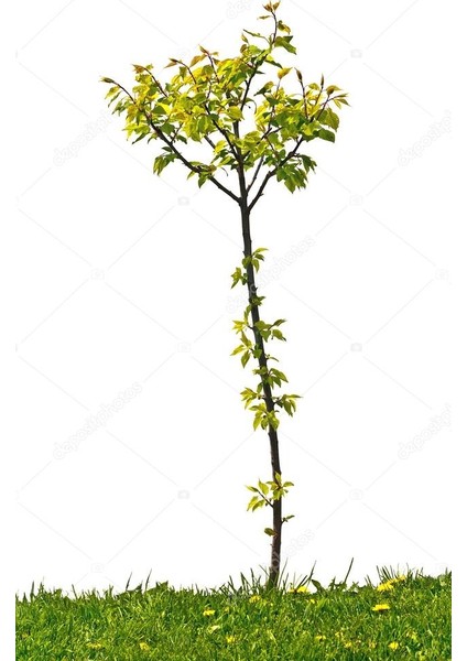 Kayısı Fidanı (Şekerpare)