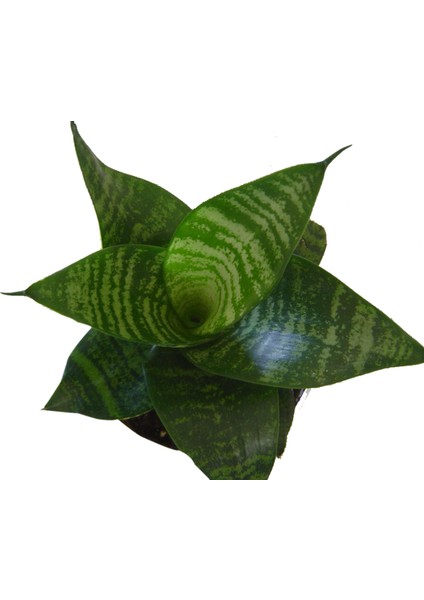 Yalova Fidan Market İri Yapraklı Paşa Kılıcı,20-40 Cm,(Sansevieria Masoniana)Saksıda