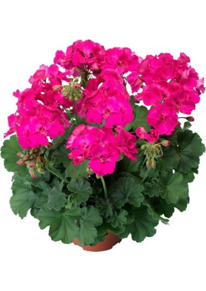 Sardunya Fidanı ''Pembe''