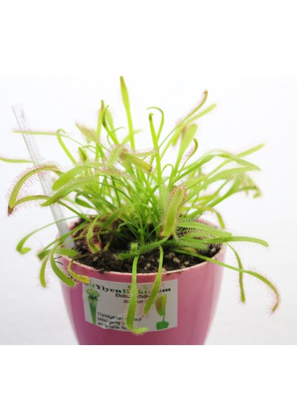 Drosera Capensis Güneş Gülü Tohum Yetiştirme Kiti Sinek Kapan Bitkisi