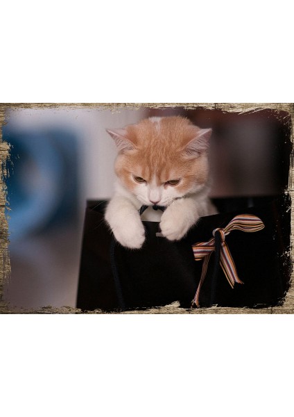 Ahşap Tablo Çantadaki Yavru Kedi