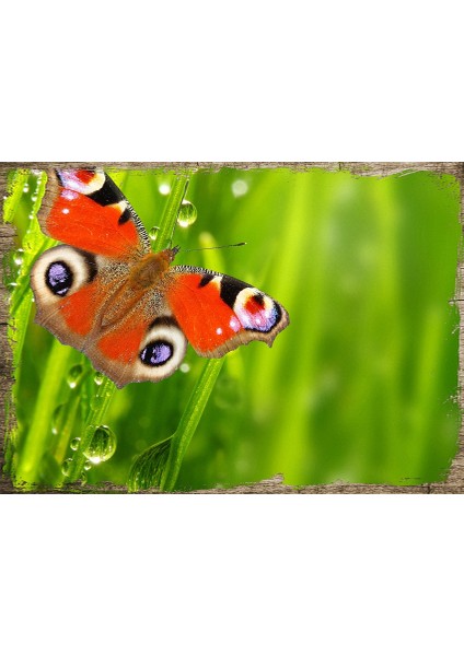 Ahşap Tablo Su Damlası Kelebek