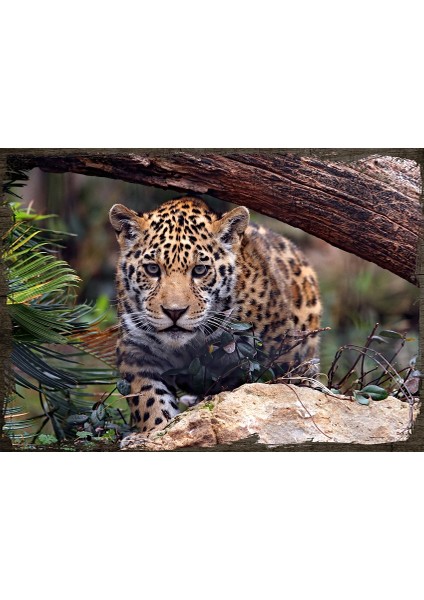 Ahşap Tablo Sevimli Leopar