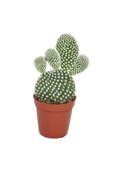Opuntia Microdaysys Beyaz Tavşan Kaktüs Sukulent
