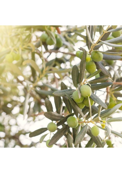 Naturel Birinci Zeytinyağı 2 lt