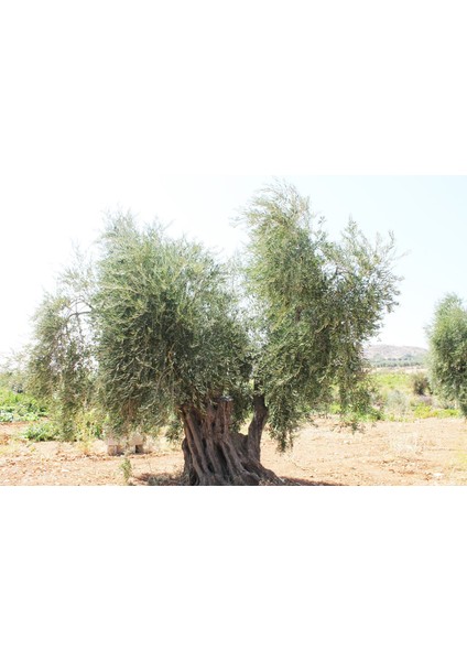 Naturel Birinci Zeytinyağı 2 lt