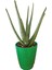 Aloevera Bitkisi 30 Cm Doğal Krem Şifalı Bitki Sarısabır Tıbbi Aloe Vera 1