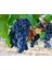 Tüplü Merlot Üzüm(Asma-Bağ)Fidanı 2