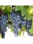 Tüplü Cabernet Sauvignon Üzüm(Asma-Bağ) Fidanı 2