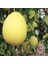Tüplü Şadok Pomelo Ağacı Fidanı 2