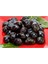 Manzalina Zeytin Fidanı 1