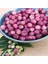 Tüplü Nadir Pink Lemonede Pembe Yaban Mersini Fidanı 4