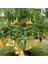 Yellow Brugmansia Çiçeği Meleklerin Borazanı Çiçeği Fidesi 1