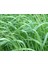 Oecd ve Dusd Sertifikalı İtalyan Ryegrass Yem Bitkisi Tohumu (25 kg) 1