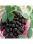Tüplü Boysenberry Böğürtlen Fidanı 2