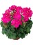 Sardunya Fidanı ''Pembe'' 1