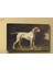 Yb305 Köpek Yağlı Boya Görünümlü Kanvas Tablo 70 x 100 cm 1