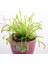 Drosera Capensis Güneş Gülü Tohum Yetiştirme Kiti Sinek Kapan Bitkisi 2