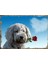 Ahşap Tablo Köpek Kırmızı Gül 1