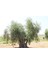 Naturel Birinci Zeytinyağı 5 lt 5