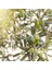 Naturel Sızma Zeytinyağı 5 lt 4