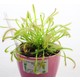 Etobur Bitkim Canlı Saksıda Dikili Drosera Capensis Güneş Gülü Sinek Kapan Bitkisi